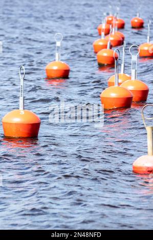 Molte boe rosse galleggiano in acqua Foto Stock