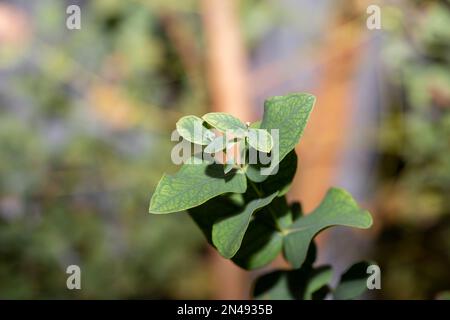 Giovani foglie di eucalipto su un ramo d'albero nel giardino primo piano, fuoco selettivo Foto Stock