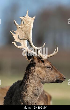 Daino (Dama dama) maschio , buck in primavera, animale prigioniero allo Scottish Deer Centre, Fife, Scozia, marzo 2010 Foto Stock