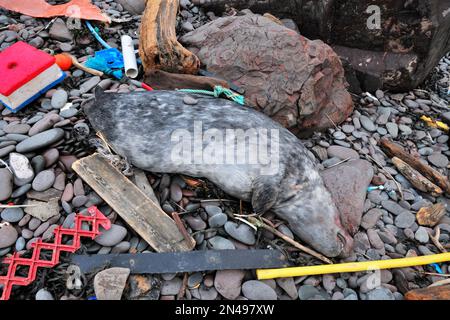 Cucciolo morto di foca grigia (Halichoerus grypus) ucciso dagli effetti dei mari accidentati causati da Storm Arwen nel dicembre 2021, con lettiera di plastica marina Foto Stock