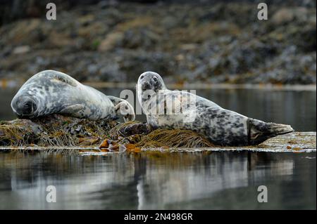 Foca grigia (Halichoerus grypus) Coppia di foche tirate fuori sulle rocce durante la bassa marea, Islay, Scozia, aprile 2010 Foto Stock