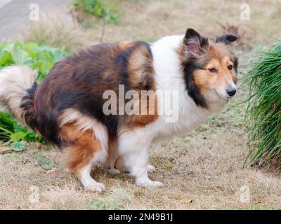 Un adorabile cane Sheltie che si aggirava sull'erba del parco Foto Stock