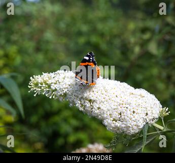 Farfalla rossa Ammiraglio Vanessa atalanta su buddleja bianco (noto anche come buddleia o bush farfalla) fiori nel giardino del Regno Unito settembre Foto Stock