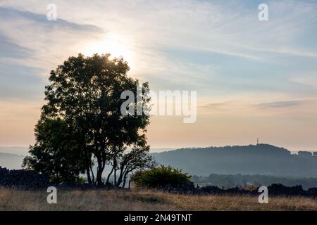 Muro di arenaria e alberi a Middleton Moor vicino Wirksworth vicino Al percorso High Peak nel Derbyshire Dales Peak Distretto Inghilterra Regno Unito Foto Stock