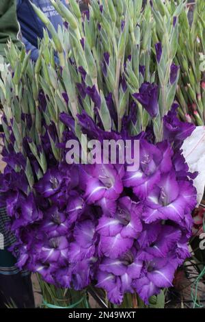 i fiori di gladioluses di colore viola sul negozio per vendere sono raccolti di cassa Foto Stock