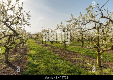 Alberi da frutto in fiore nel frutteto vicino a Kressbronn am Bodensee, Baden-Wuerttemberg, Germania Foto Stock