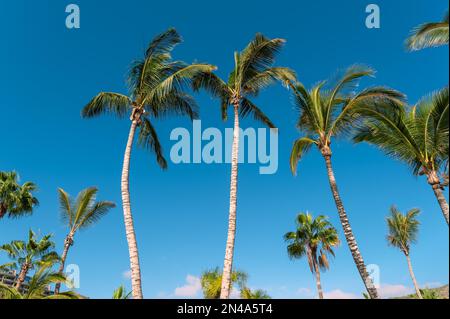 Alte palme contro il cielo blu su una spiaggia tropicale in estate - isole Canarie della Spagna Foto Stock