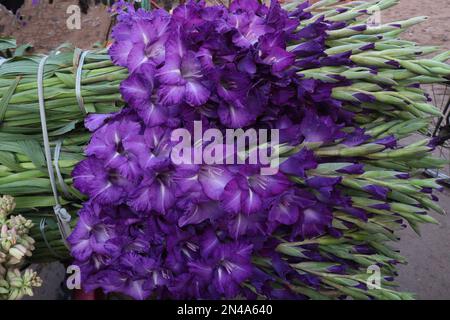 i fiori di gladioluses di colore viola sul negozio per vendere sono raccolti di cassa Foto Stock