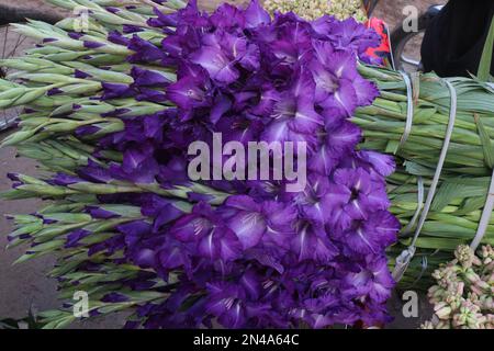 i fiori di gladioluses di colore viola sul negozio per vendere sono raccolti di cassa Foto Stock