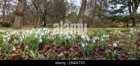 Edimburgo, Scozia, Regno Unito, 8th febbraio 2023. UK Weather: Segni di primavera al Royal Botanic Garden. Le gocce di neve sono in piena fioritura intorno ai giardini. Credit: Sally Anderson/Alamy Live News Foto Stock