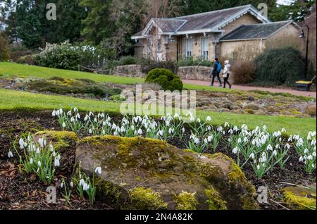 Edimburgo, Scozia, Regno Unito, 8th febbraio 2023. UK Weather: Segni di primavera al Royal Botanic Garden. Le gocce di neve sono in piena fioritura intorno ai giardini. Credit: Sally Anderson/Alamy Live News Foto Stock