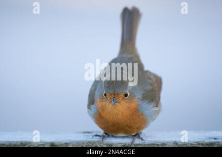 Robin in una mattinata gelida all'RSPB St Aidan's. Foto Stock