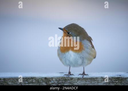 Robin in una mattinata gelida all'RSPB St Aidan's. Foto Stock