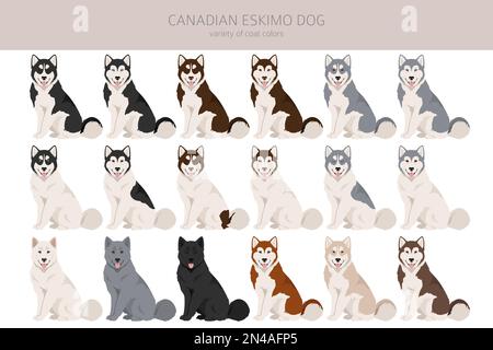 Canadian Eskimo cane clipart. Pose diverse, colori del cappotto impostati. Illustrazione vettoriale Illustrazione Vettoriale