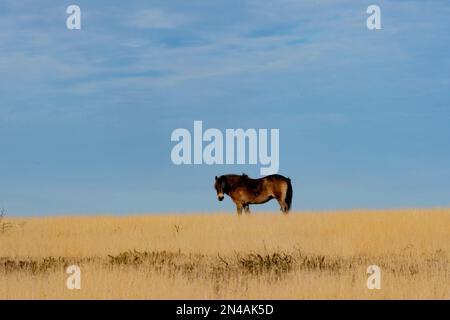 Pony Exmoor su Exmoor Foto Stock