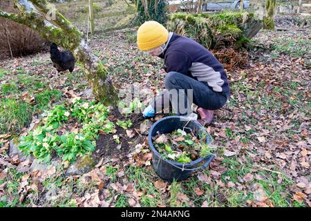 Donna anziana giardinaggio piante di diradamento piante di polianthus fiori piantati intorno all'albero in febbraio inverno primavera Galles UK KATHY DEWITT Foto Stock