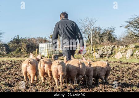 farmer e i suoi maiali all'aperto Foto Stock