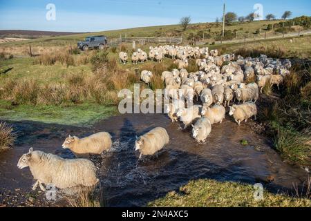gregge di pecore che corrono attraverso il fiume Foto Stock