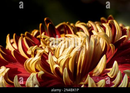 Giallo e rosso Dahlia fiori petali con gocce di rugiada su di loro. Dahlia è piante perenni di macchia, tuberose, erbacee, famiglia Asteraceae di dicotyledonou Foto Stock