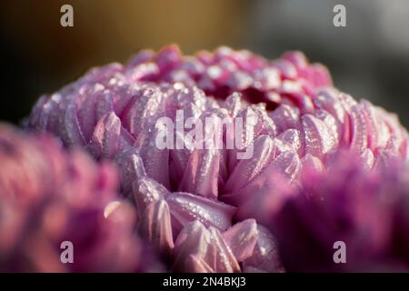 Majenta Dahlia fiori petali con gocce di rugiada su di loro. Dahlia è piante perenni di macchia, tuberose, erbacee, famiglia delle Asteracee di piante dicotiledoni Foto Stock