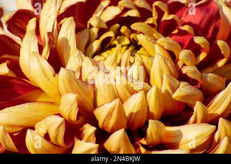 Giallo e rosso Dahlia fiori petali con gocce di rugiada su di loro. Dahlia è piante perenni di macchia, tuberose, erbacee, famiglia Asteraceae di dicotyledonou Foto Stock