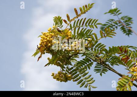 Bacche gialle e fogliame verde di rowan Sorbus Joseph Rock contro un cielo blu, che cresce in un giardino britannico settembre Foto Stock