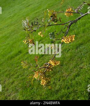 Bacche gialle e fogliame verde di rowan Sorbus Joseph Rock su un fondo erboso che cresce in un giardino britannico settembre Foto Stock