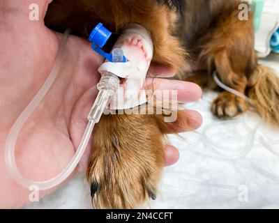 Primo piano della mano. che tiene la zampa del cane - con un contagocce. Trattamento in clinica veterinaria. Foto Stock