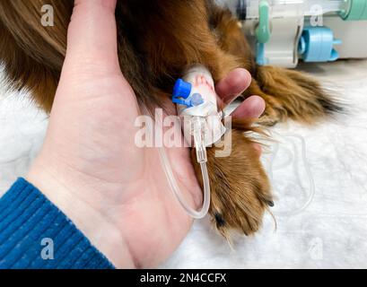 Primo piano della mano. che tiene la zampa del cane - con un contagocce. Trattamento in clinica veterinaria. Foto Stock
