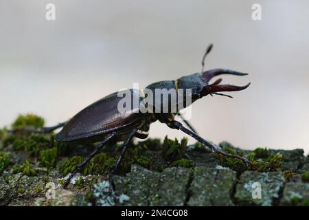 Particolare primo piano di un maschio del coleottero europeo, Lucanus servus, su un pezzo di legno su sfondo bianco Foto Stock