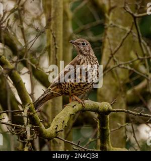 Adult Song Thrush (Turdus philomelos) arroccato sul ramo Foto Stock