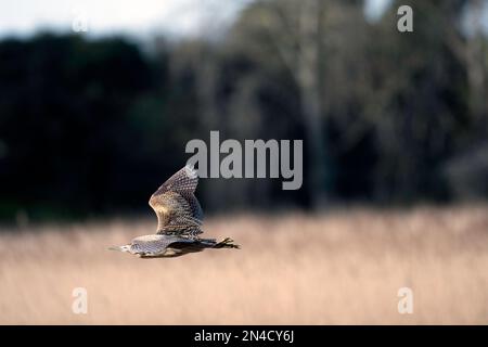 Tarabuso in volo Foto Stock