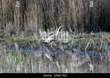 Bittern in letto di reedbed Foto Stock