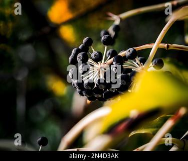 Primo piano di Fatsia japonica, frutto giapponese di aralia. Foto Stock