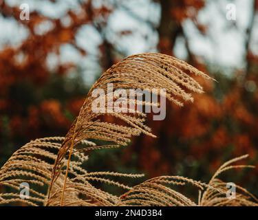 Primo piano di Miscanthus sinensis, erba argentata cinese. Foto Stock