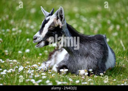 Capra bianca e nera (Capra aegagrus hircus) adagiata sull'erba fiorita Foto Stock