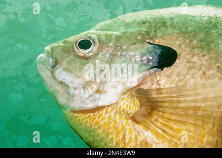 Acquerello creato digitalmente di un estremo primo piano del lato di una scala bluegill, pinne e punto nero Foto Stock