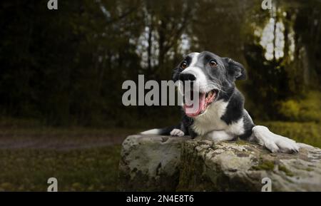 Un primo piano di un bordo Collie seduta su una pietra mossy con bocca aperta e lingua fuori, zampe sotto la testa Foto Stock