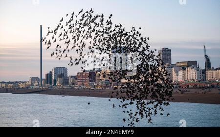 Brighton UK 8th febbraio 2023 - gli Starlings eseguono il loro mormorio quotidiano al largo del Brighton Palace Pier dopo una giornata di sole lungo la costa meridionale . Tuttavia gli stellati sono stati disturbati da un falco peregrino di caccia questa sera : Credit Simon Dack / Alamy Live News Foto Stock