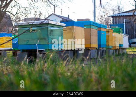 Orticaria colorata in legno e plastica contro il cielo blu in estate. Apiario in piedi in cortile su erba. Tempo freddo e ape seduta in alveare. Foto Stock