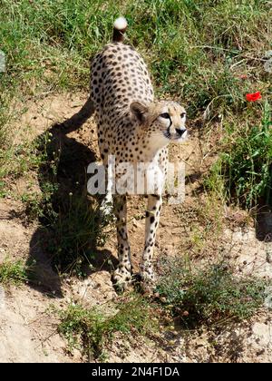 Closeup Cheetah africana (Acinonyx jubatus) in piedi sul terreno e guardando in alto Foto Stock