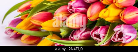 fiori di tulipano romantici e colorati Foto Stock