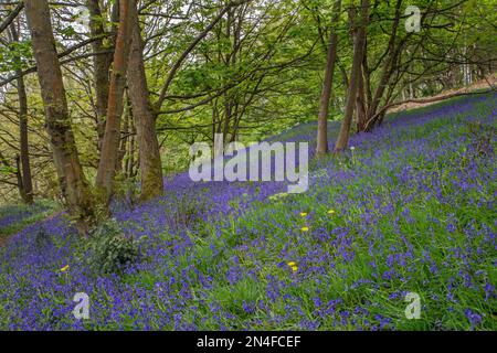 Un tappeto di bluebelle inglesi ((Hyacintoides non-scripta) con alcuni dandelioni gialli (Taraxacum officinale) sparsi tra loro crescendo in legno Foto Stock