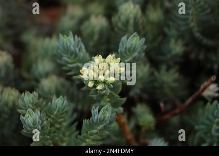 Fioritura di Sedum spurium o stonecrop a due file Foto Stock