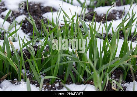 Foglie verdi di grano che crescono da sotto la neve. Grano di inverno, grano germogliato nel campo. Foto Stock