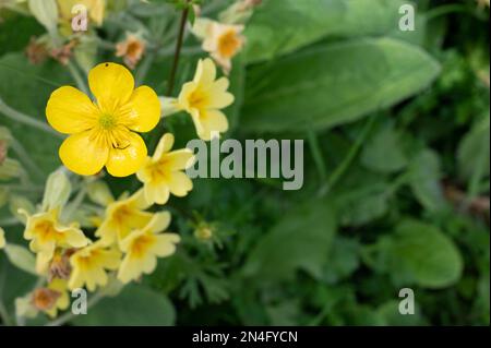 COPPA DI TESTA GIALLA Foto Stock