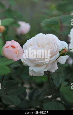 Rosa di arbusto inglese bianco albicocca (Rosa) Crocus Rose fiorisce in un giardino a giugno Foto Stock