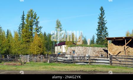 La stanza per il khoton del bestiame, fatta di sterco della mucca e di legno, overgrown con l'erba si trova su un terreno con una casa e gli haystack nel nord di Yakutia in avanti Foto Stock