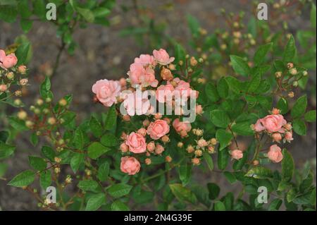 Rosa rosa rosa doppia Polyantha (Rosa) Dorus Rijkers fiorisce in un giardino a settembre Foto Stock