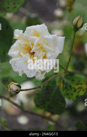 Rosa ibrida di Wichurana (Rosa) la Rambler dorata di Easlea fiorisce su un pergolato di legno in un giardino a maggio. Macchia nera sulle foglie Foto Stock